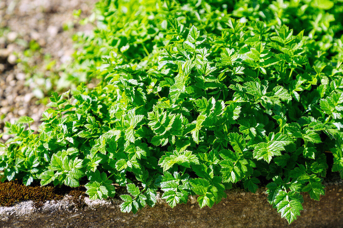 Bibernellen (Pimpinella affinis Ledeb.), Pimpernellen, Pimpinellen im Kräuterbeet