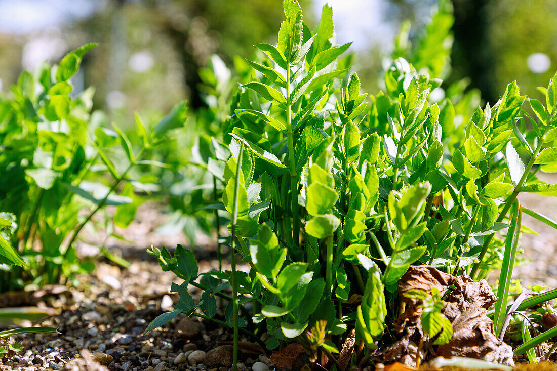 Sugar root (Sium sisarum), Gierlen, Görlin, sugar root, sweet root, sugarwort)