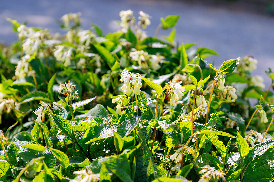 Creeping comfrey (Symphytum ibericum) with flowers