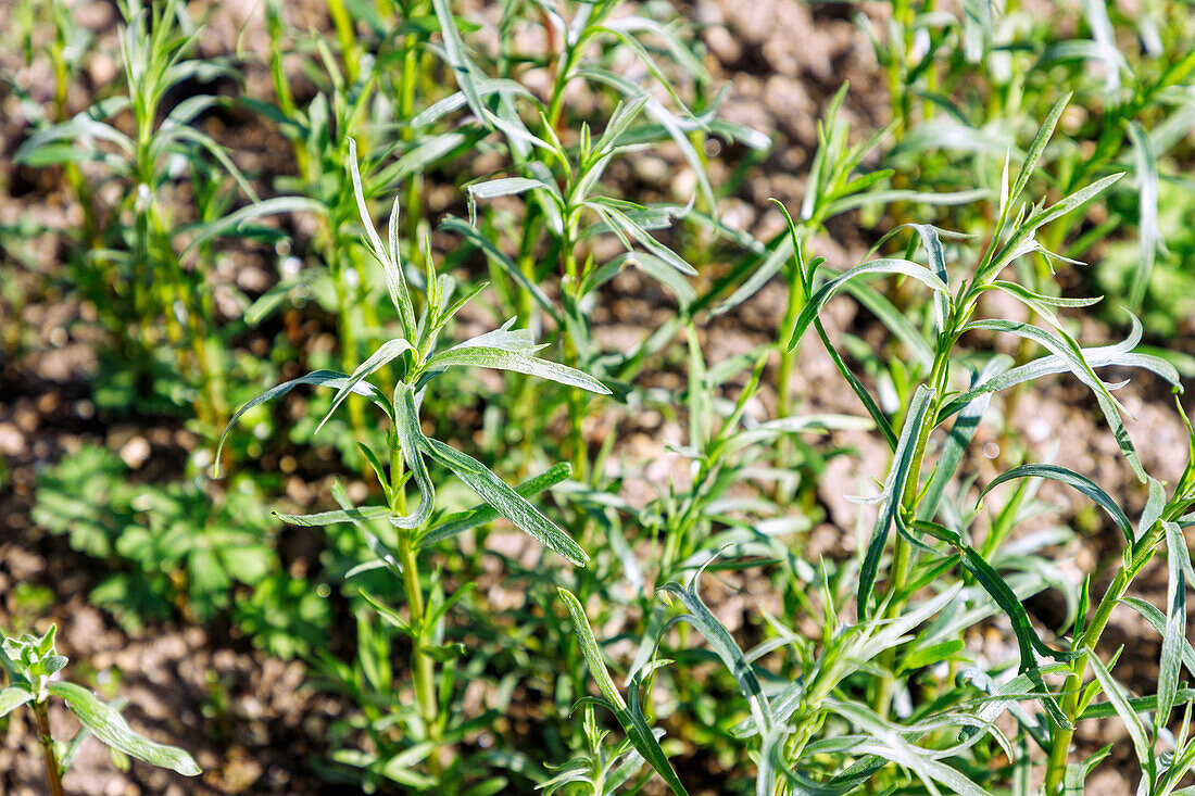 Tarragon (Artemisia dracunculus, Dragon, Dragun) in the herb bed