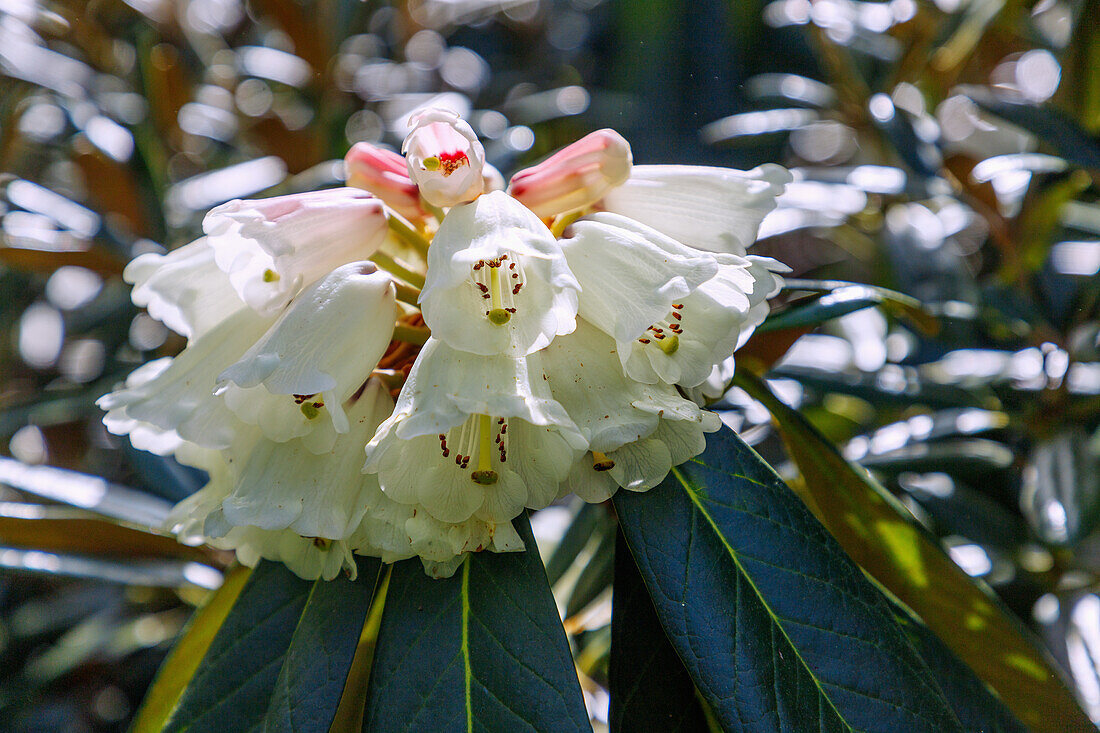 Blühender Rhododendron 'Basilicum', Blütenportrait