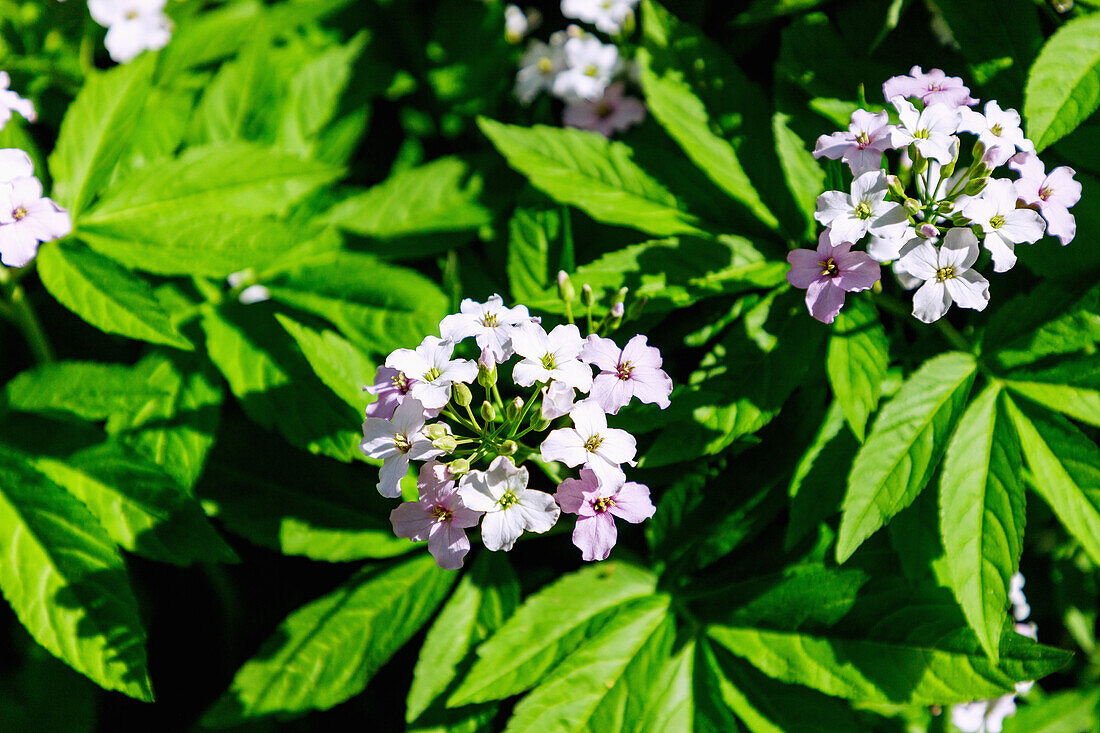 Blühender Finger-Zahnwurz (Cardamine pentaphyllos) im Beet