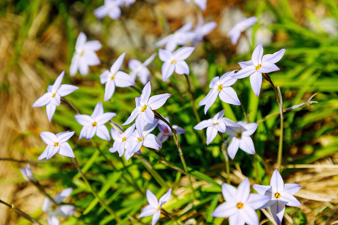 Einblütiger Frühlingsstern (Ipheion uniflorum, Sternblume)