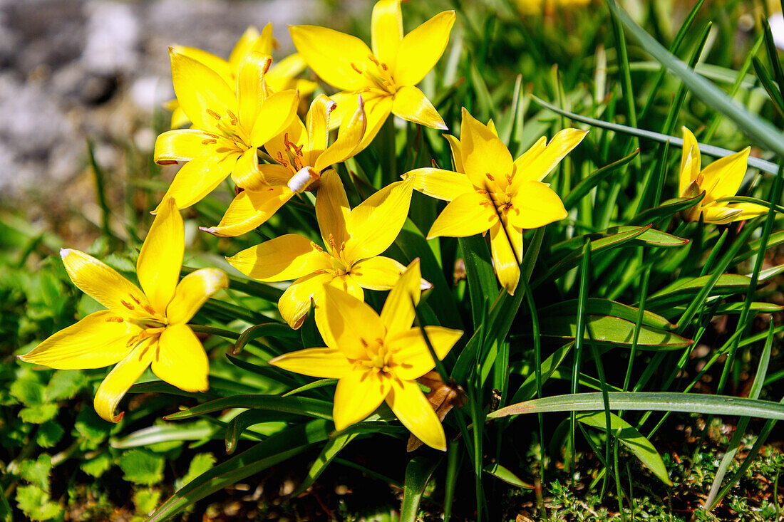 Stern-Tulpe (Tulipa urumiensis, Tarda-Tulpe, Zwerg-Stern-Tulpe, Wildtulpe)