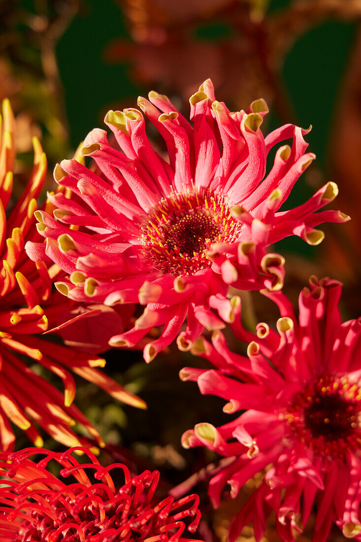 Red chrysanthemums (Chrysanthemum) in full bloom