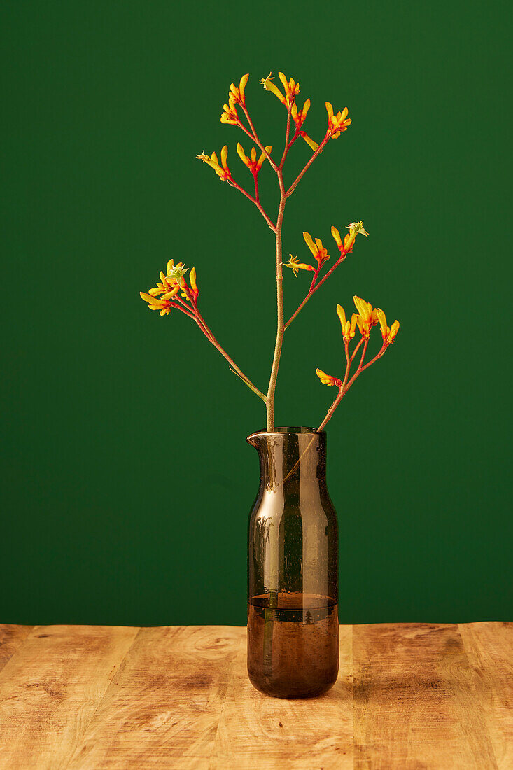 Branch of kangaroo paw (Anigozanthos) in a brown glass vase on a wooden table