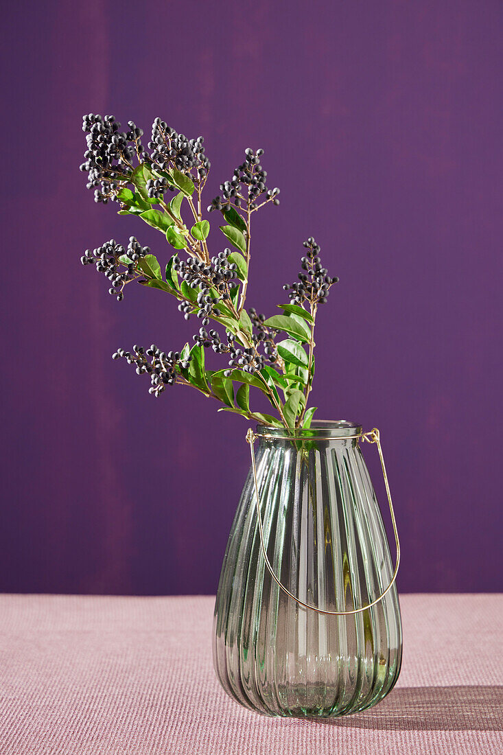 Glass vase with privet branch (Ligustrum) in front of purple wall