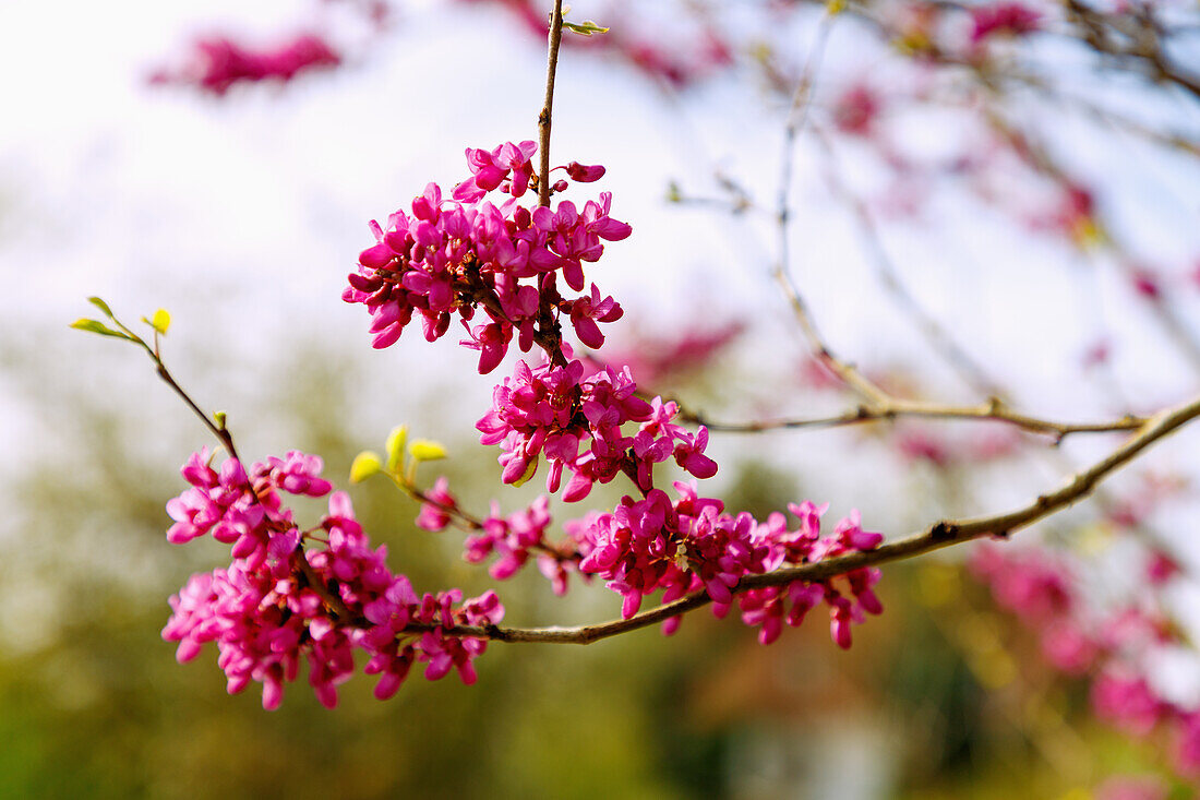 Flowering Chinese Judas tree (Cercis chinesis Bunge, Chinese redbud)