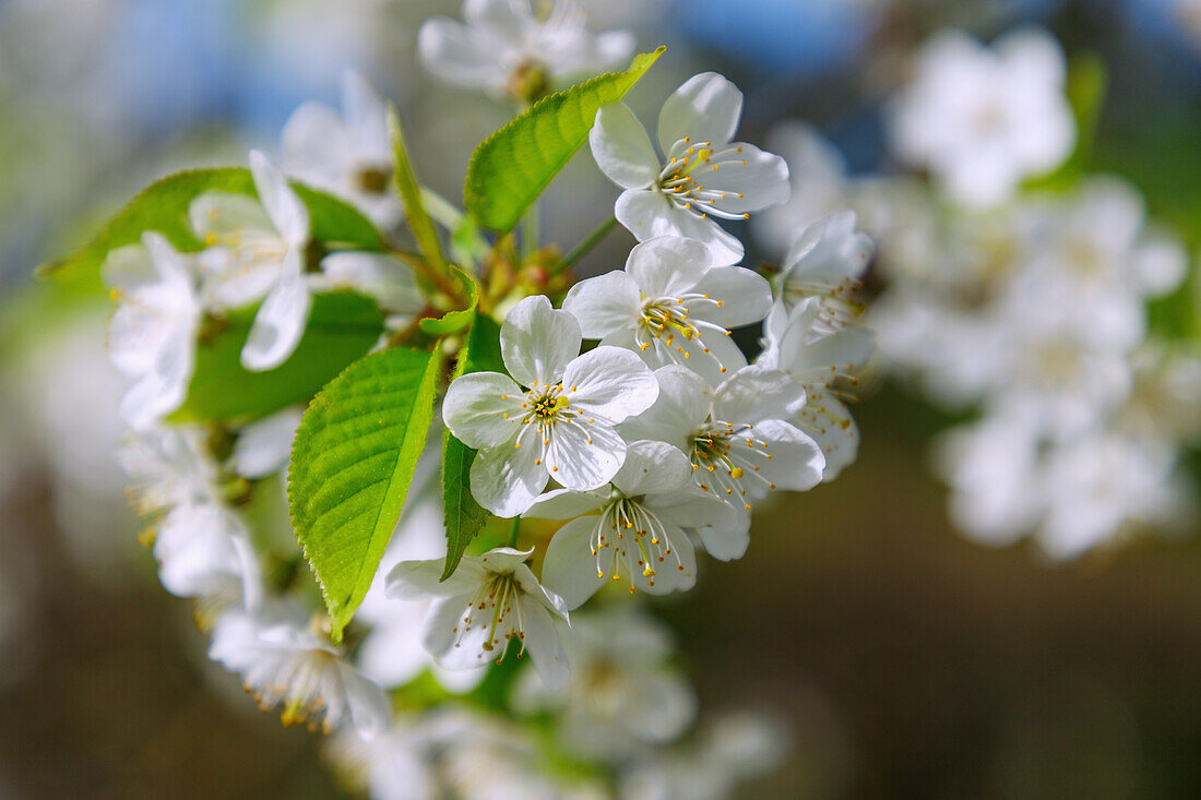 Blühende Süß-Kirsche (Prunus Avium, Süßkirche)