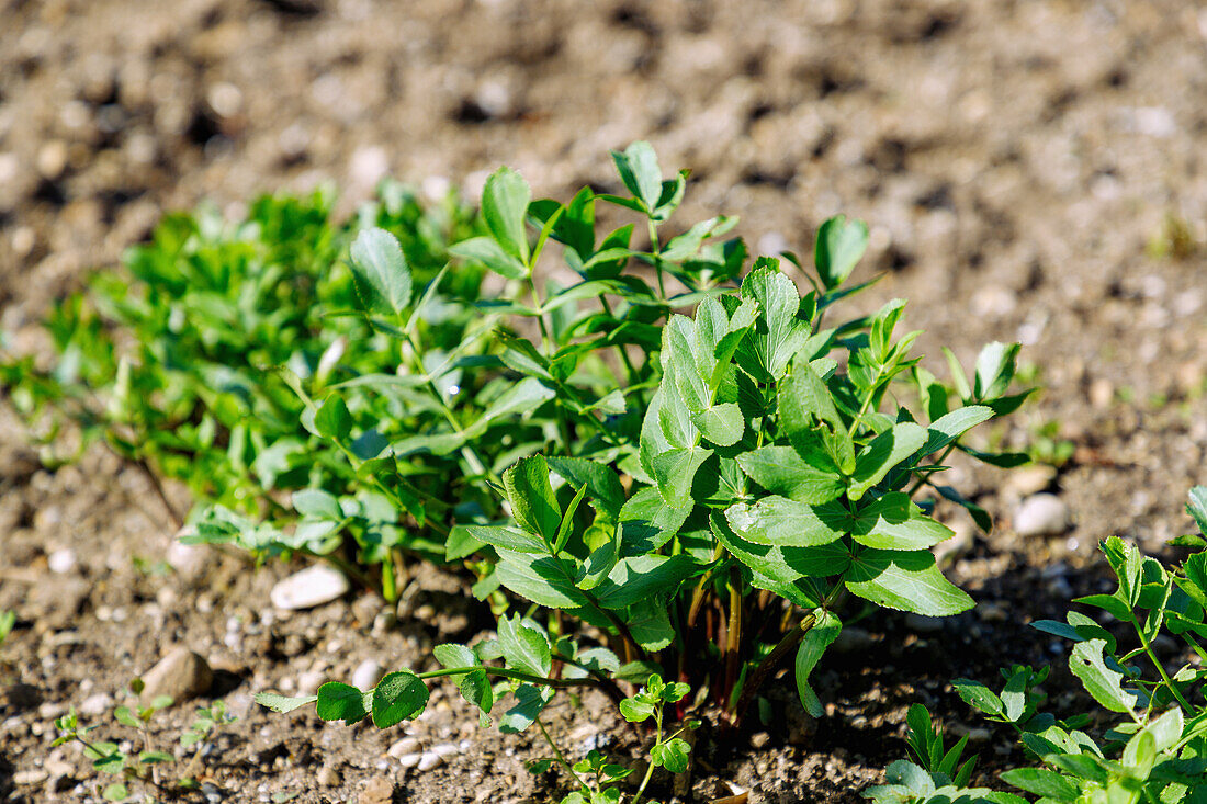 Leaves of sugar root (Sium sisarum, Gierlen, Görlin, sugar root, sweet root, Zuckerwurzel, Zuckermerk) in the vegetable patch in the garden