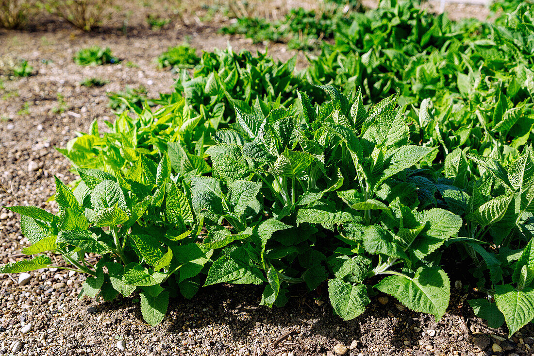 Sticky sage (Salvia glutinosa, yellow sage, sticky sage) in the herb bed in the garden