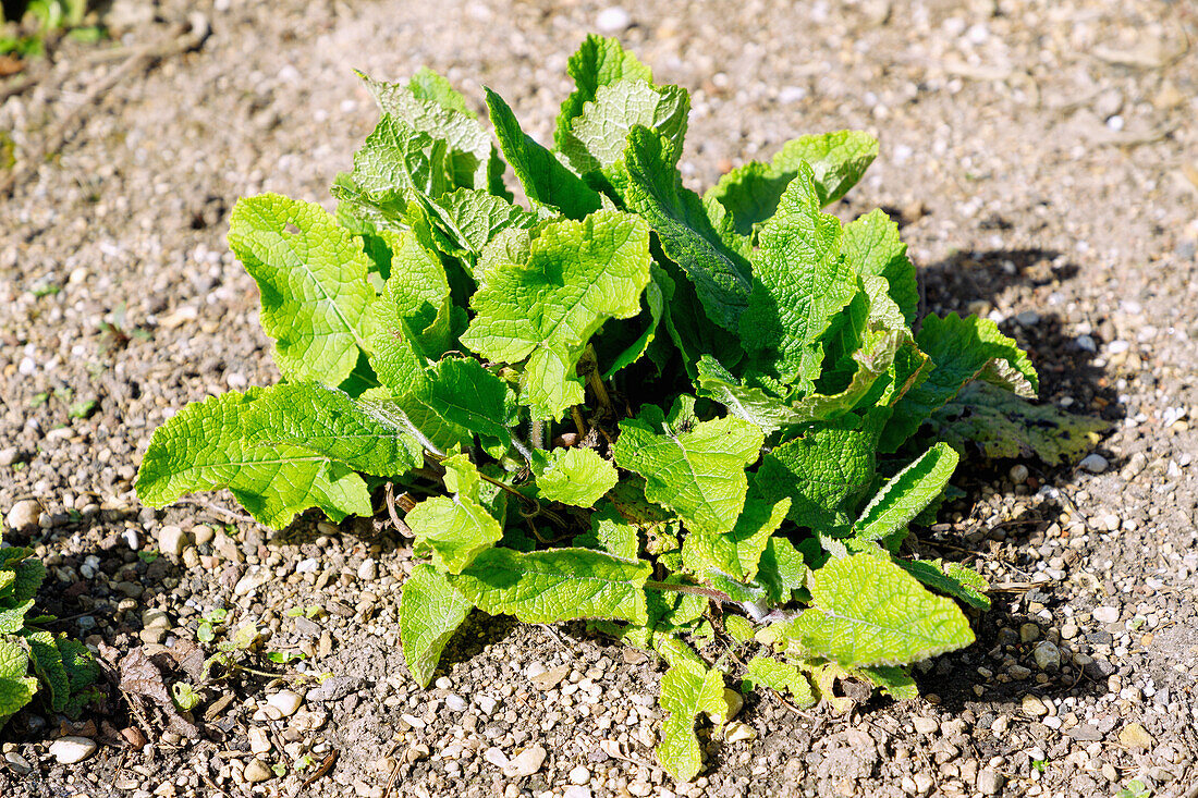 Bulleys Salbei (Salvia bulleyana) im Kräuterbeet im Garten