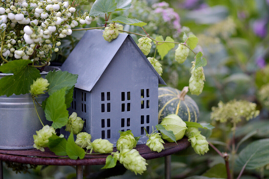 Dekorierter Tisch im Garten mit Zinkhäuschen und Hopfenzweigen (Humulus)