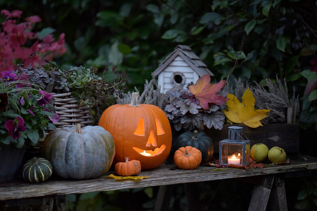 Pumpkin with candle and lantern on plant table in the garden