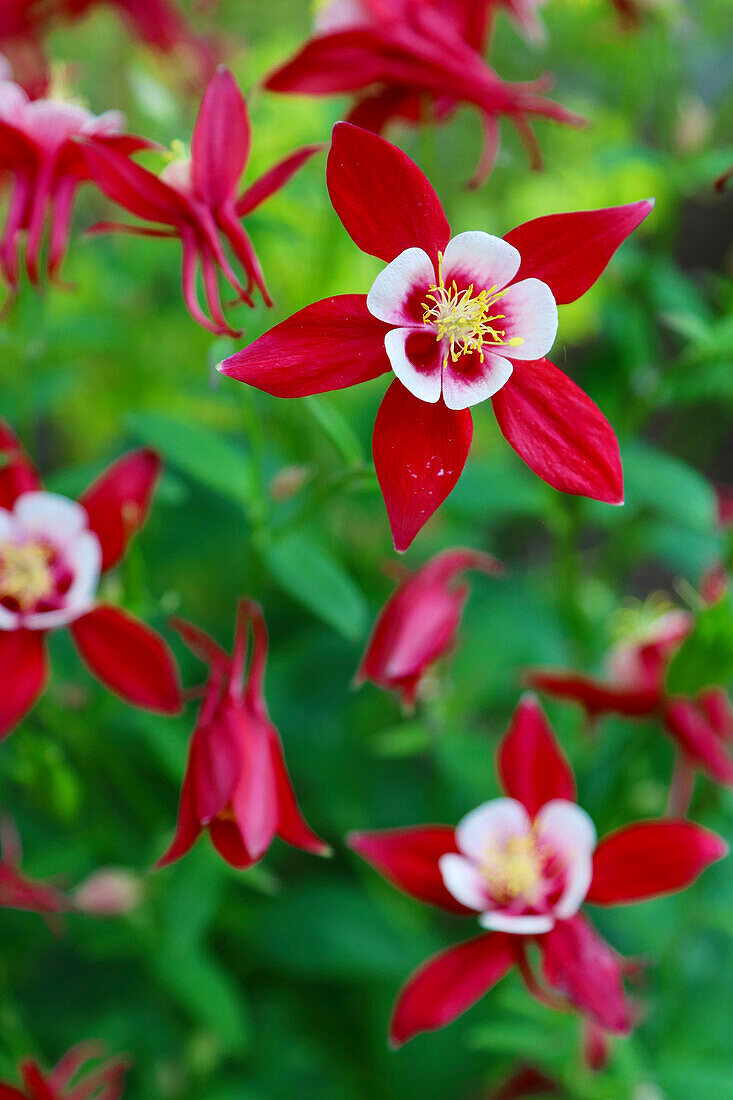 Akelei (Aquilegia) 'Crimson Star', rote sternförmige Blüten im Beet