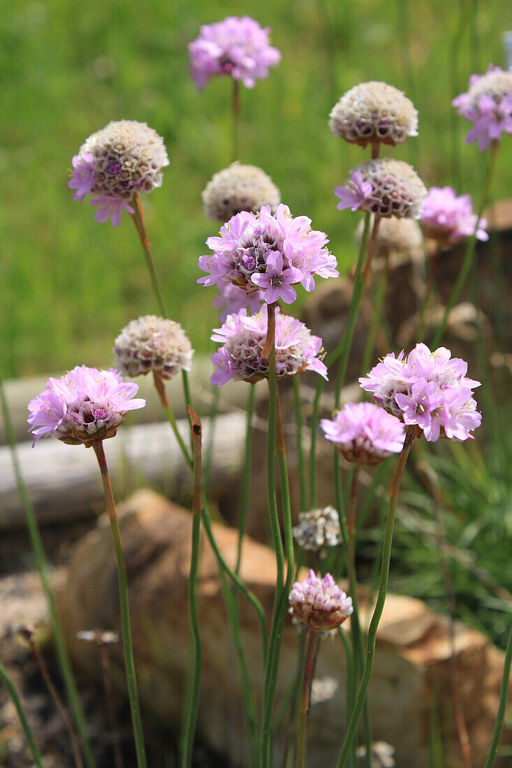 Carnation flowers (Armeria) in the bed