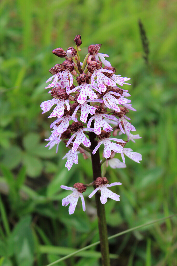 Purple Orchid (Orchis purpurea), portrait