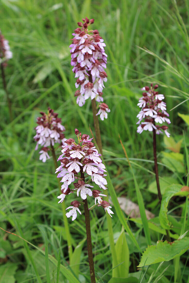 Purple Orchid (Orchis purpurea), portrait