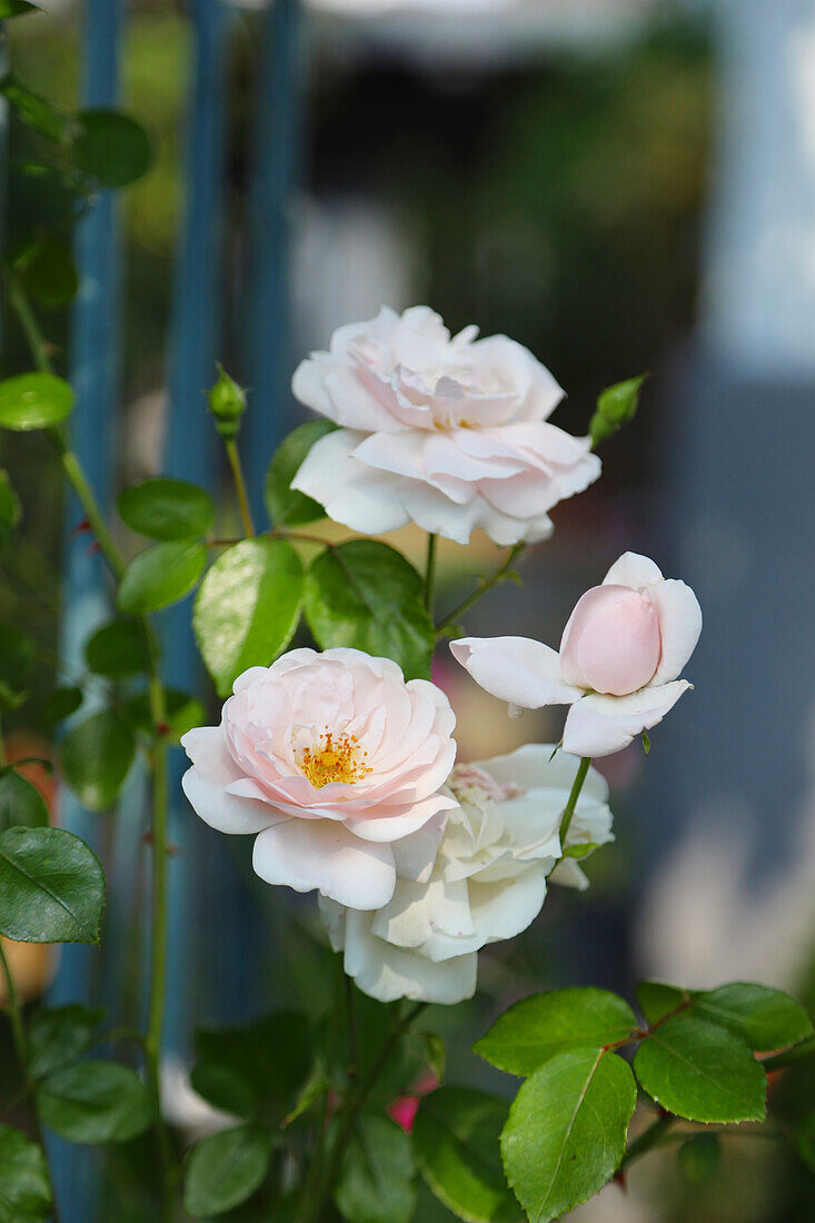 Climbing rose 'New Dawn' (Rosa), portrait