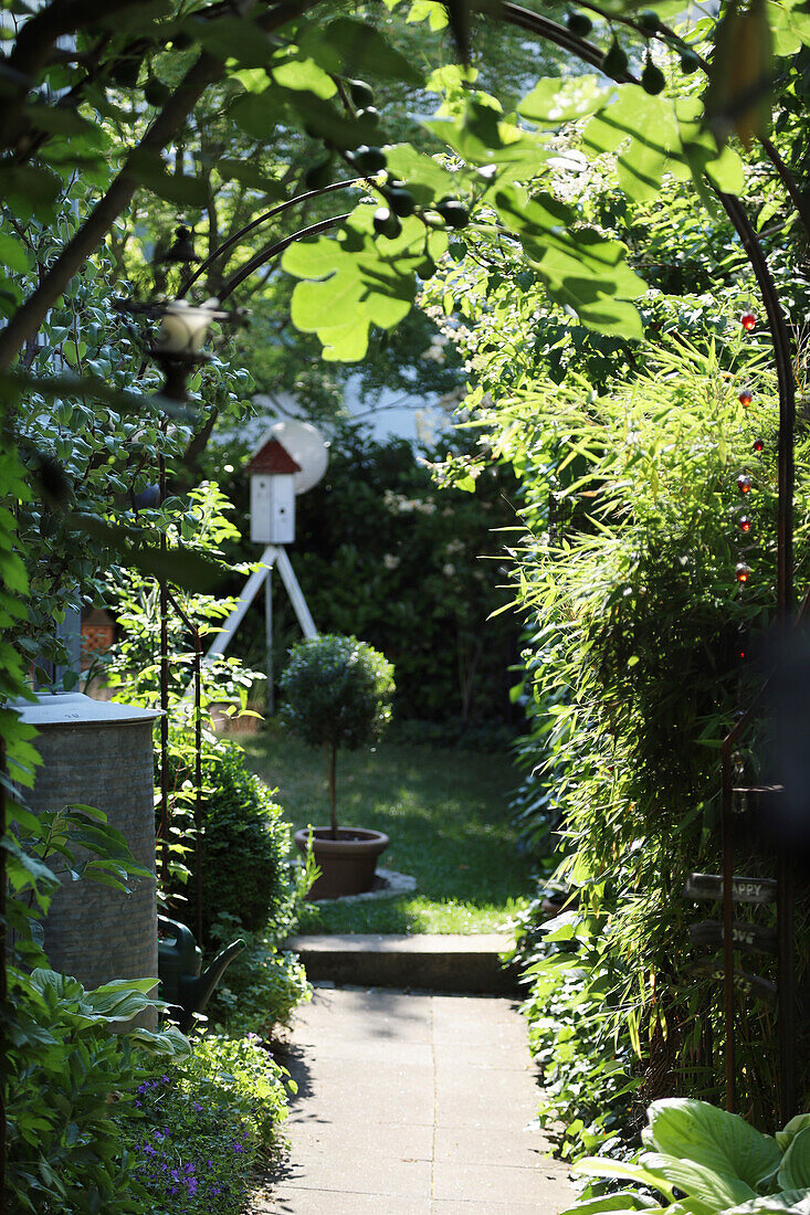 Weg unter Rankgerüst mit Feigenbaum (Ficus carica), Bambus, Funkie (Hosta) und Taubenhaus