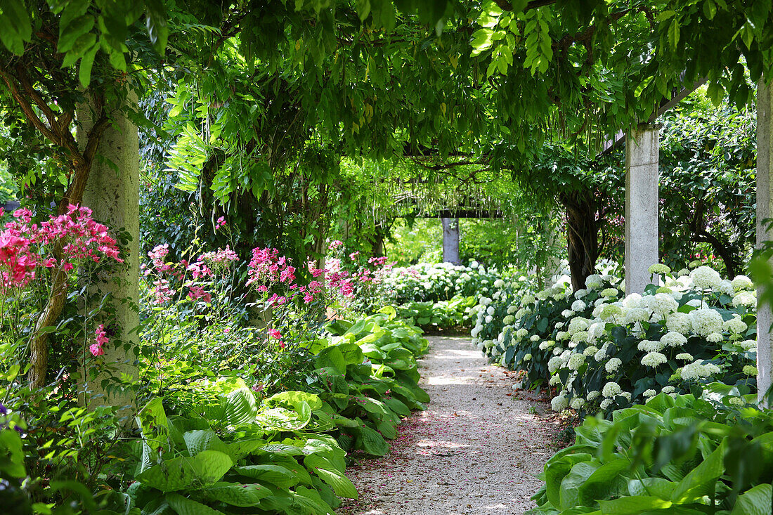 Gartenweg unter Blauregen (Wisteria), zwischen Hortensien (Hydrangea), Funkien (Hosta) und Rosen im Beet