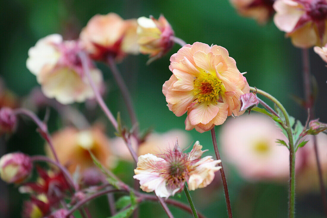 Clovewort Mai Tai (Geum)