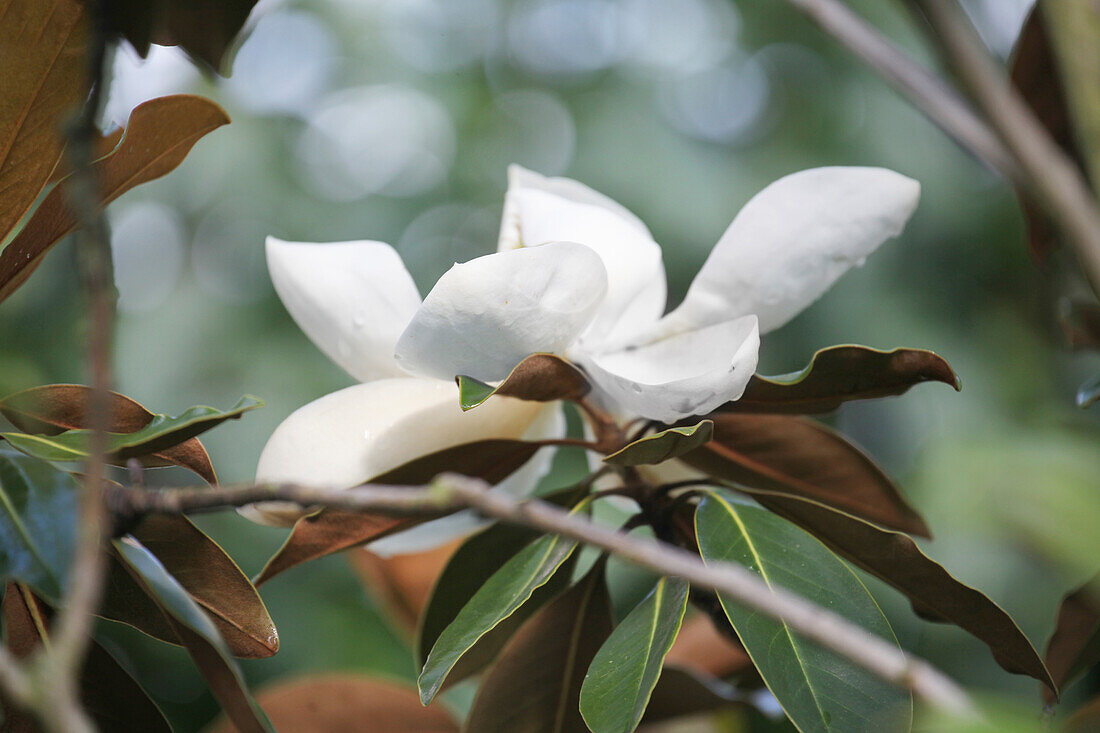 Blüte der immergrünen Sommermagnolie (Magnolia)