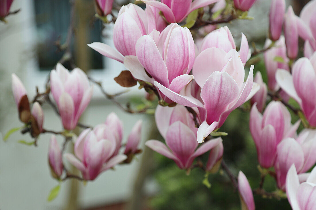 Magnolia blossoms (Magnolia) on a shrub