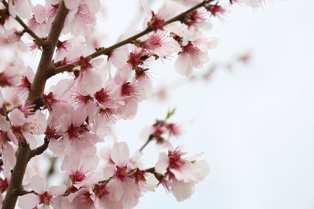 Mandelblütenzweige (Prunus dulcis), Portrait