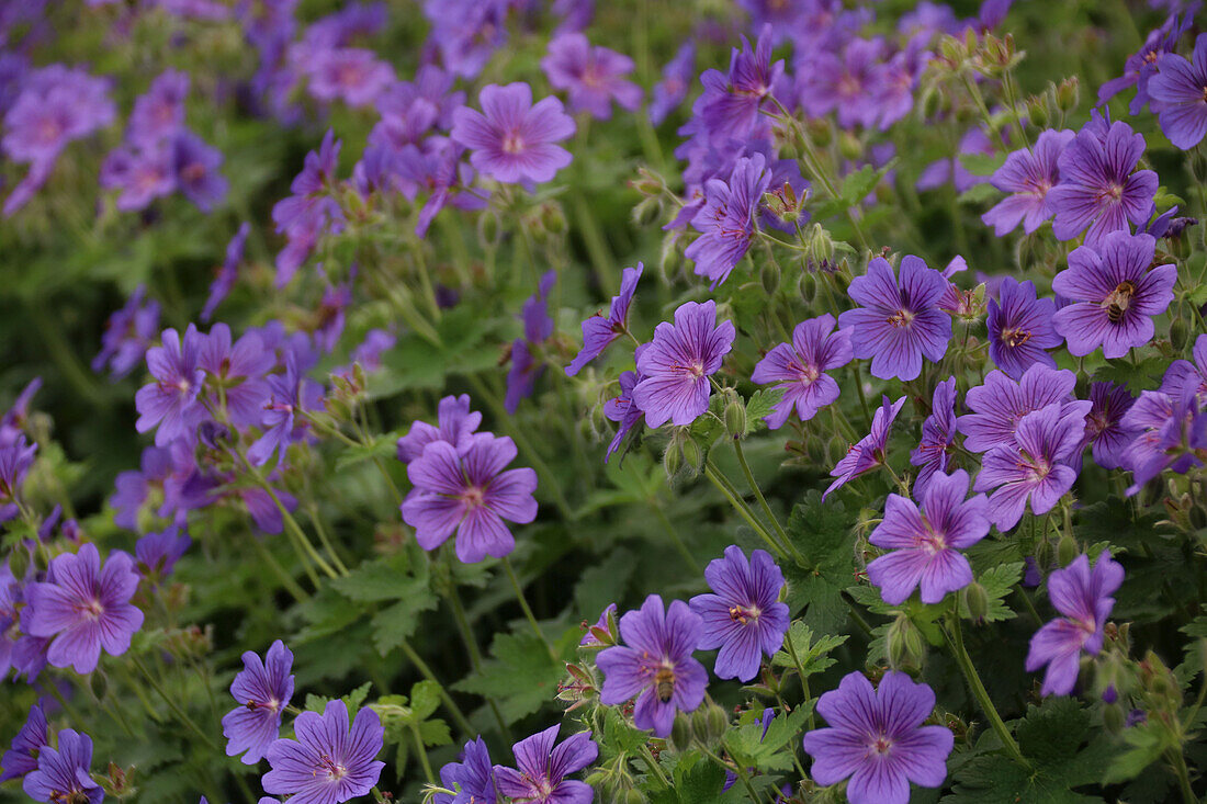 Magnificent cranesbill (Geranium x magnificum) 'Rosemoor' in the border