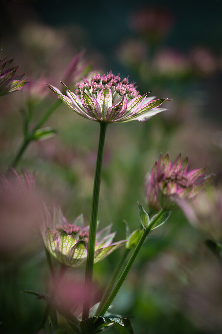 Astrantia 'Roma' (Astrantia major), flower portrait