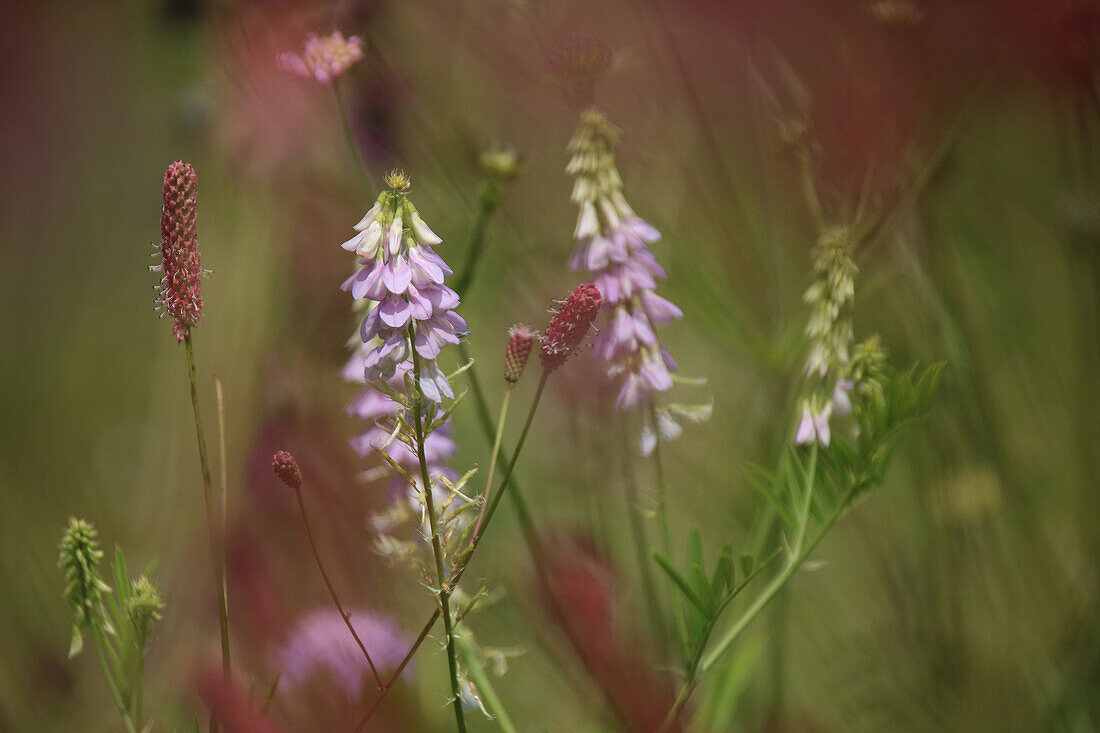 Pink knapweed (Sanguisorba officinalis) 'Pink Tanna', pink honeysuckle (Galega officinalis) in the flower meadow