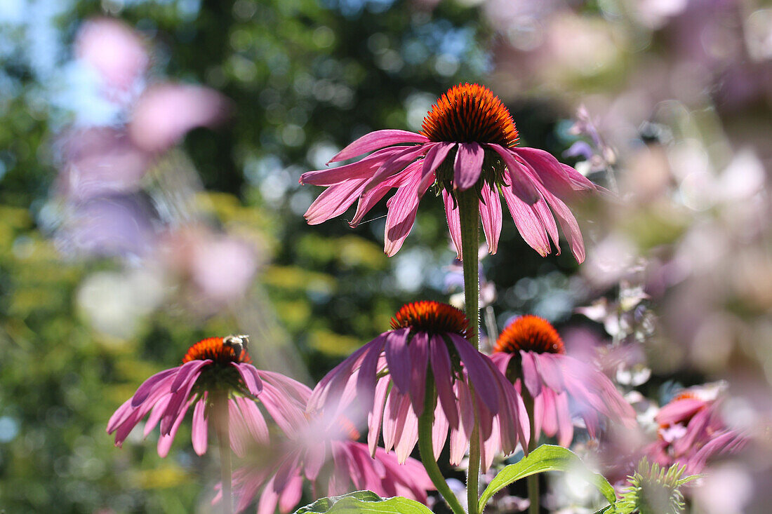 Roter Sonnenhut (Echinacea purpurea), Blütenportrait