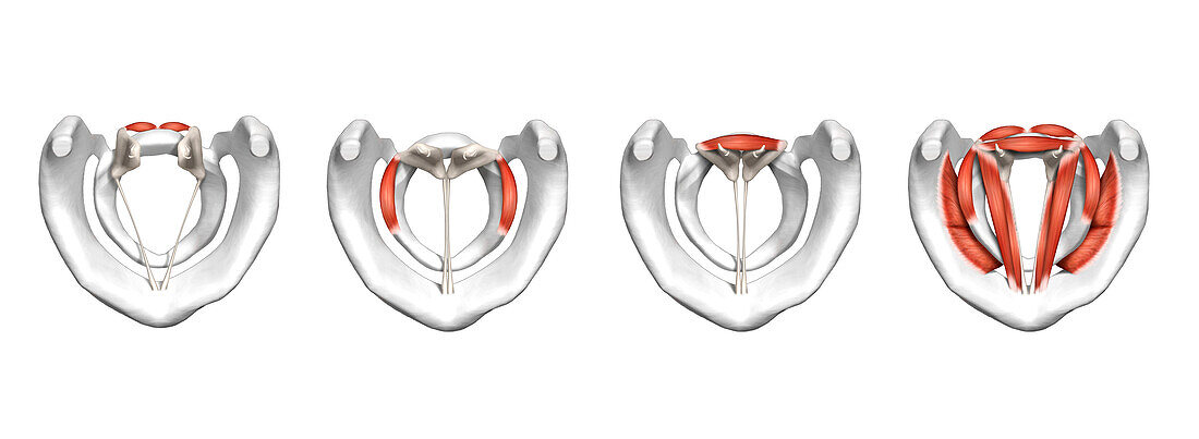 Larynx muscles, illustration