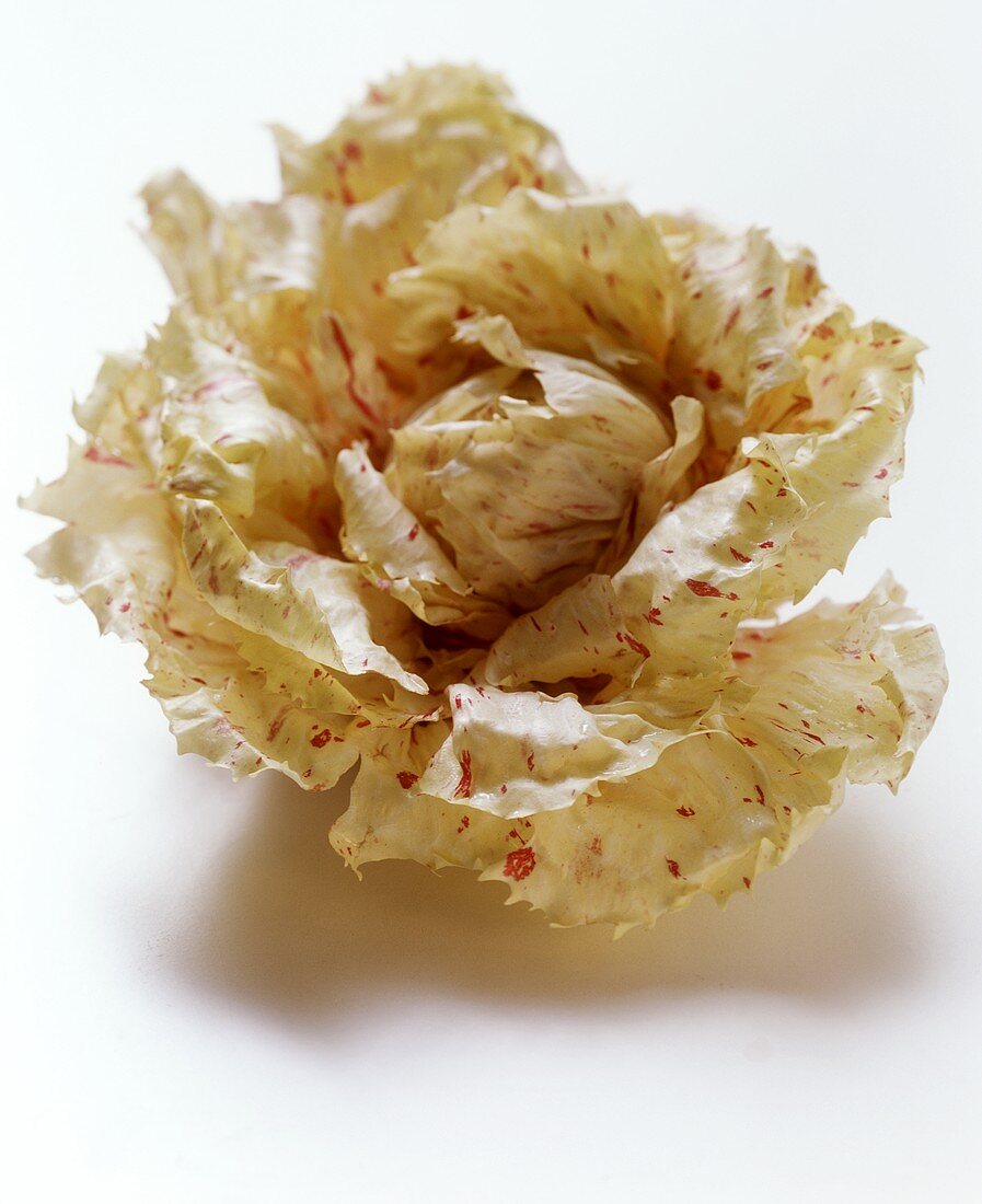 A white and red radicchio