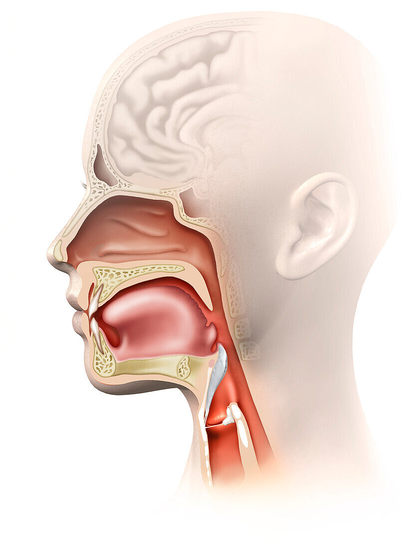 Oral and nasal cavities, illustration