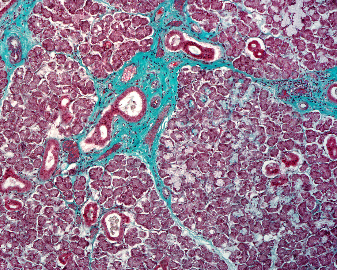 Submandibular gland, light micrograph