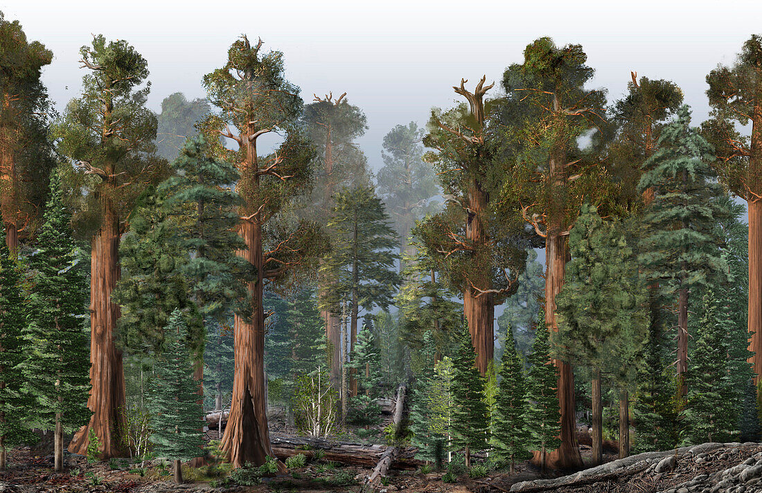 Overgrown sequoia forest, illustration