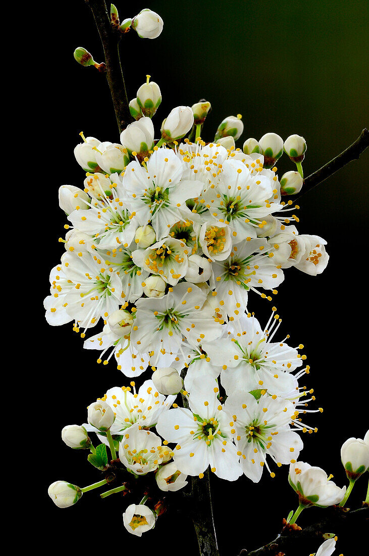 Blackthorn (Prunus spinosa) in flower