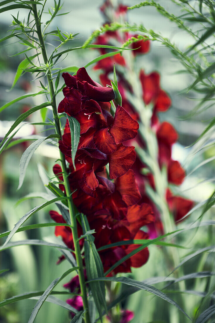 Dark red gladiolus (Gladiolus) in the summer garden