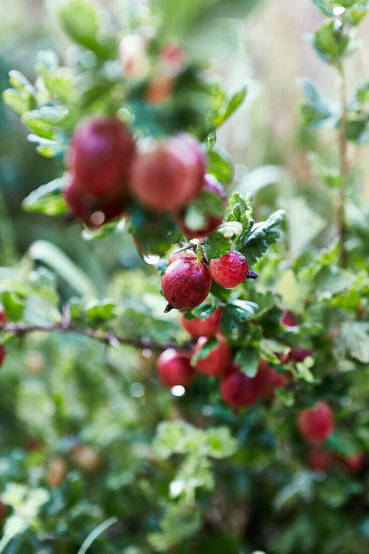 Reife rote Stachelbeeren (Ribes uva-crispa) am Strauch mit Wassertropfen im Garten