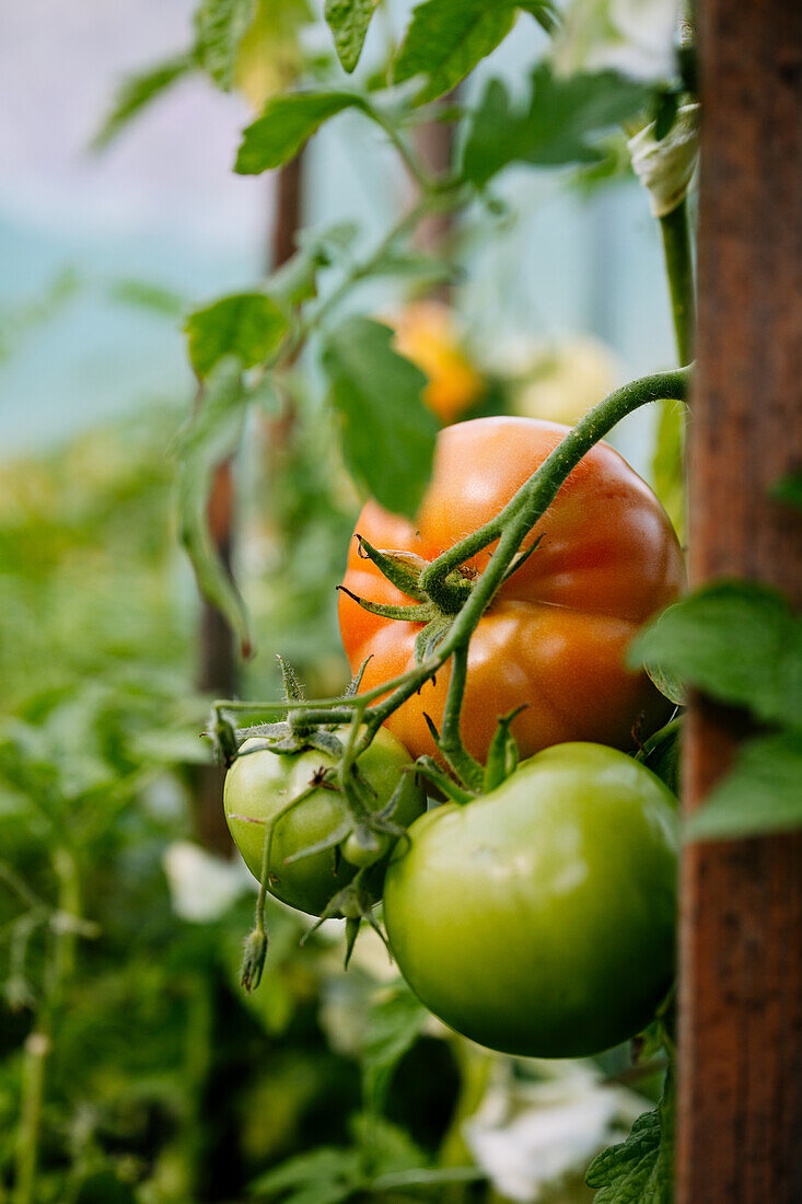 Reife und unreife Tomaten am Strauch im Garten