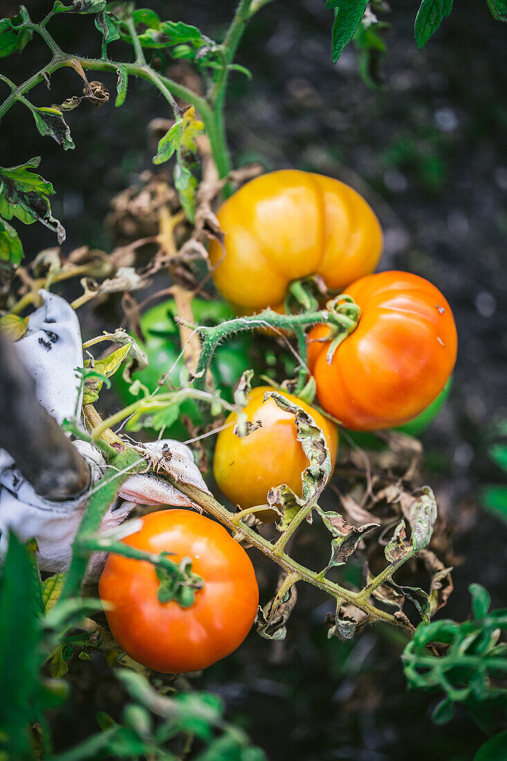 Tomatenpflanze mit reifen Tomaten am Strauch