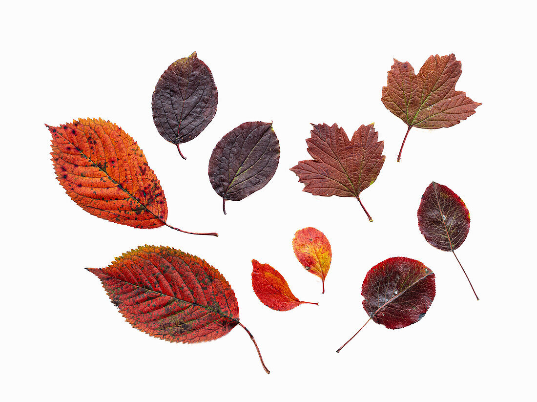 Herbstlaub von Wildbirne (Pyrus pyraster), Roter Hartriegel (Cornus sanguinea), Gemeiner Schneeball (Viburnum opulus), Vogelkirsche (Prunus avium), Berberitze