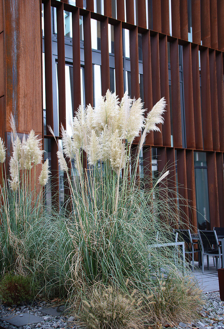 Pflanzung mit Pampasgras (Cortaderia selloana) vor moderner Fassade im Herbst