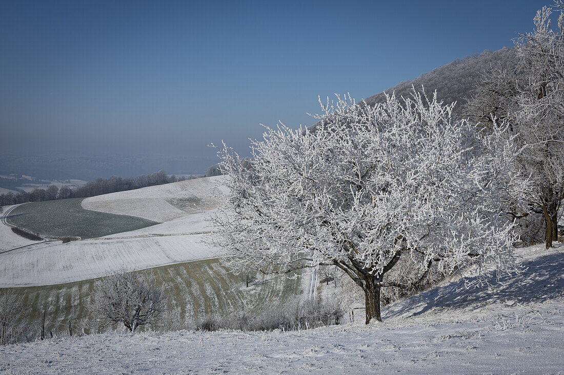 Winter landscape with snow-covered fields and icy fruit trees in the Jura, Aargau, Switzerland