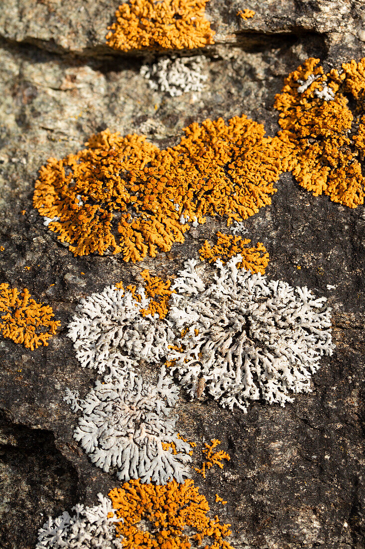 Nahaufnahme von orangen und weißen Flechten auf einem Felsen