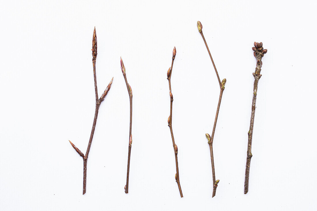 Knospen von Gehölzen im Winter auf weißem Hintergrund: Rot-Buche, Kupfer-Felsenbirne, Hainbuche, Haselnuss, Stiel-Eiche