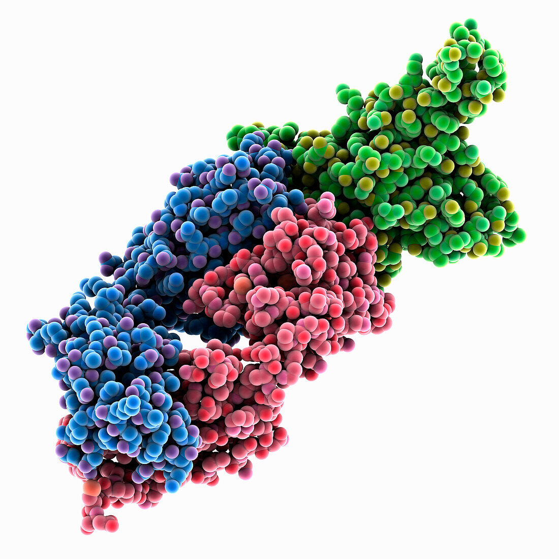 SARS-CoV-2 receptor binding domain, molecular model