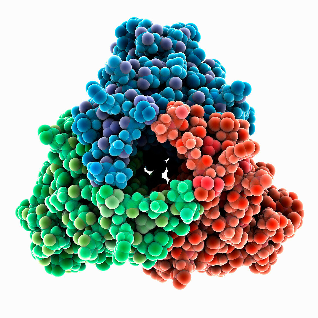 Legionella pneumophila C-terminal domain, molecular model